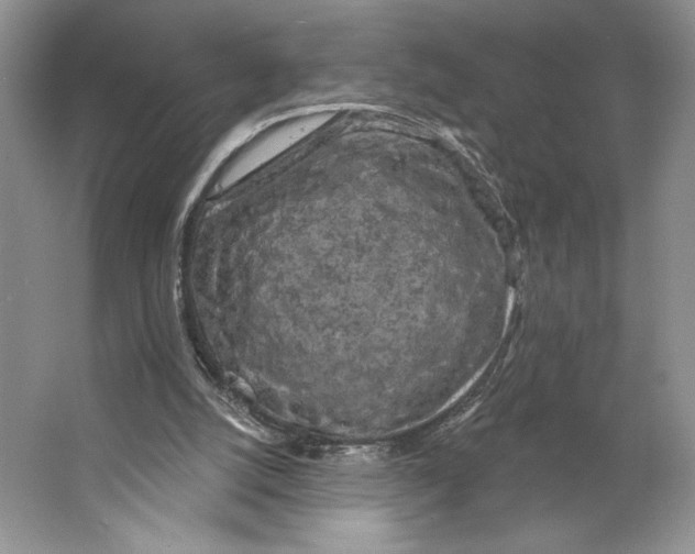 X0000066120056200603311546