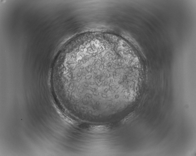 X0000066120058200603311546