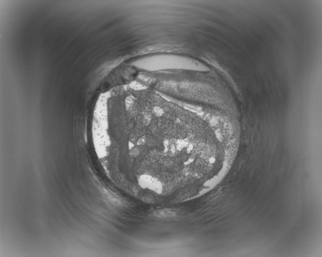 X0000066120062200603311546