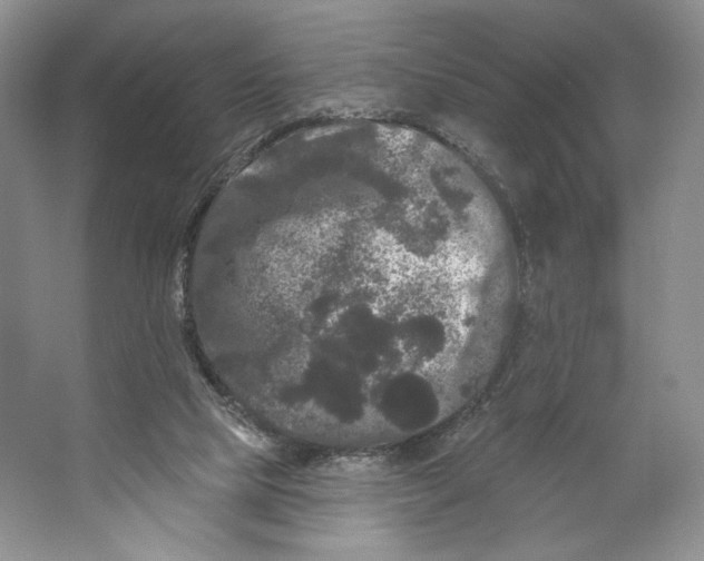 X0000066120065200603311546