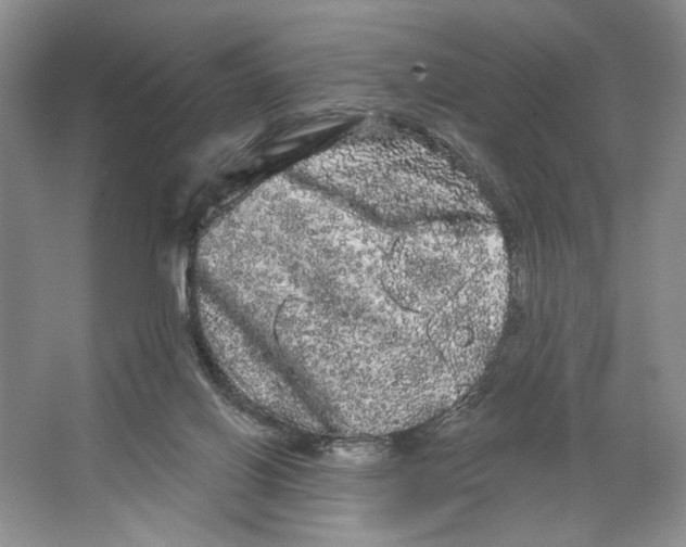 X0000066120070200603311546