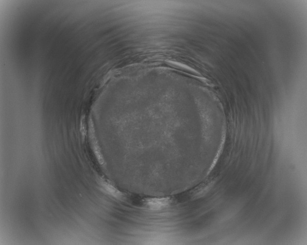 X0000066120085200603311547