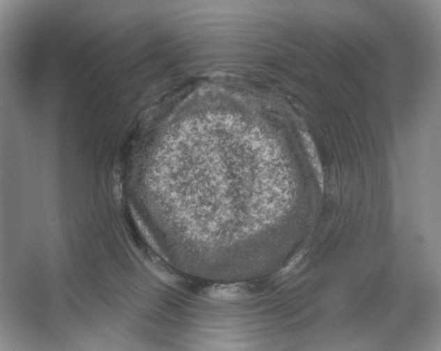 X0000066120086200603311547