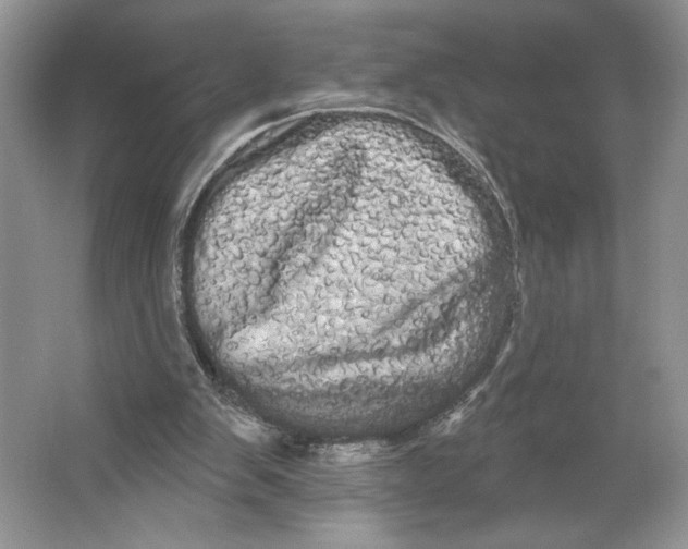 X0000066120103200603311546