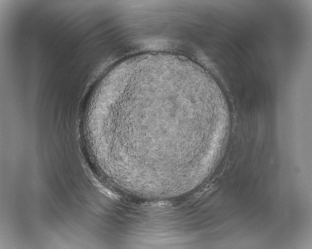 X0000066120106200603311546