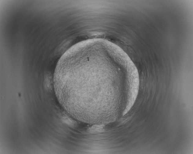 X0000066120138200603311545