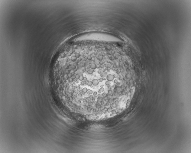 X0000066120203200603311544