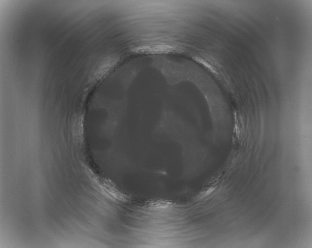 X0000066120206200603311544