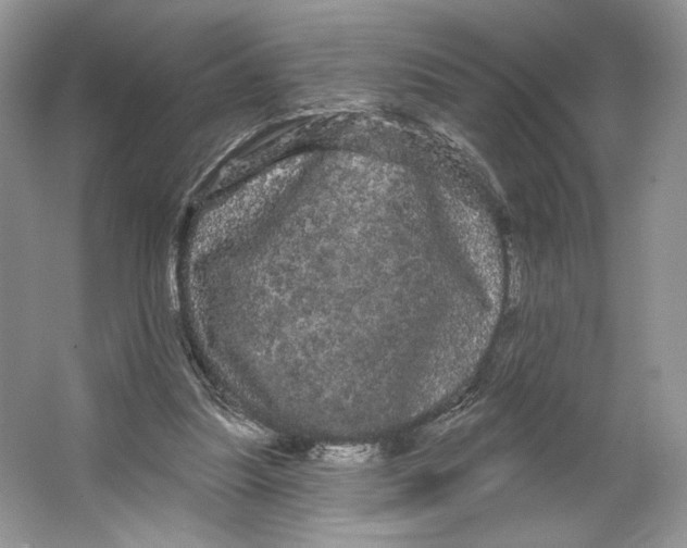 X0000066120251200603311543