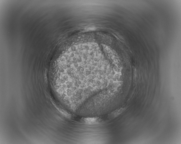 X0000066120265200603311543