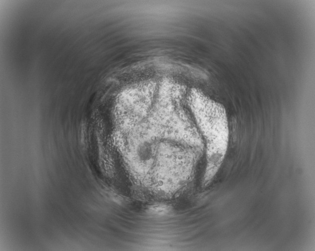 X0000066120283200603311543