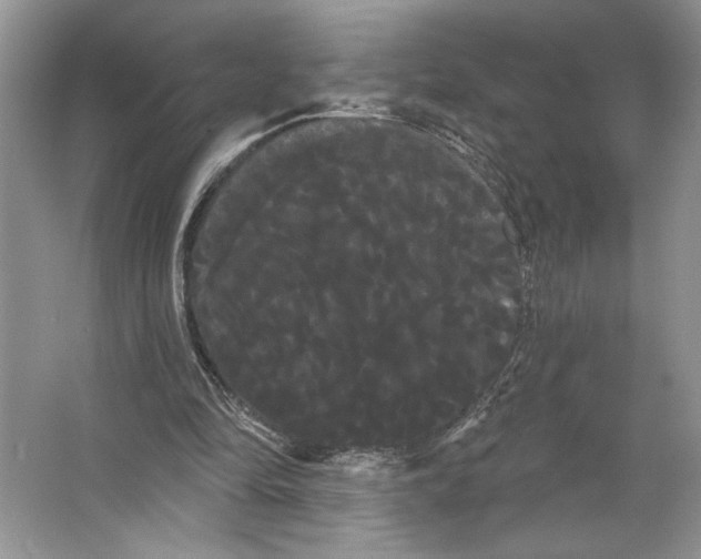 X0000066120294200603311543