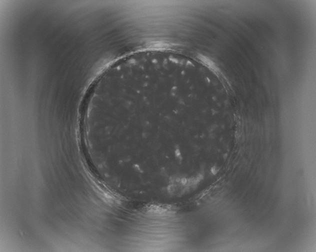 X0000066120346200603311541