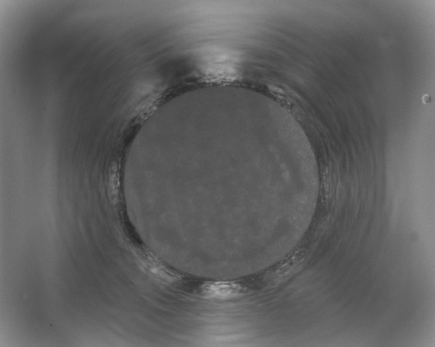 X0000066120372200603311542