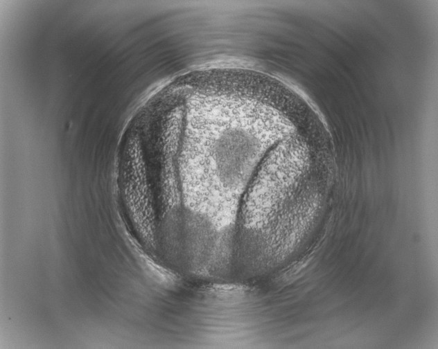 X0000066120437200603311540