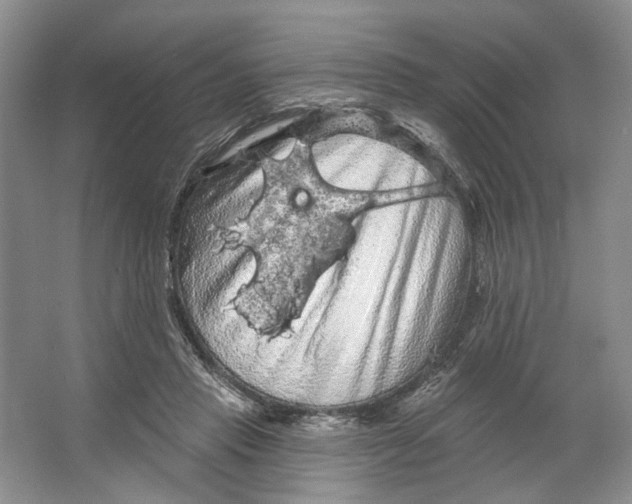 X0000066120453200603311540