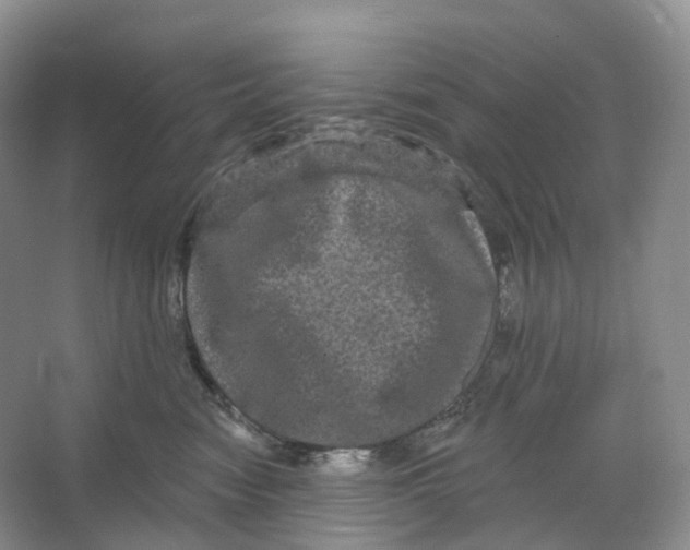 X0000066120474200603311540