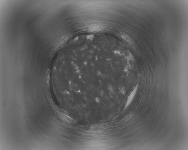 X0000066120495200603311539