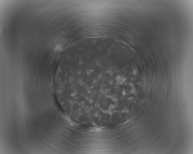 X0000066120523200603311539