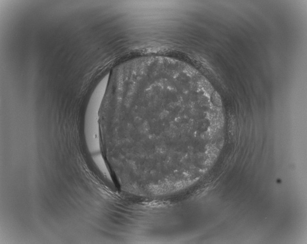 X0000066120545200603311538