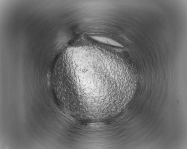 X0000066120556200603311538