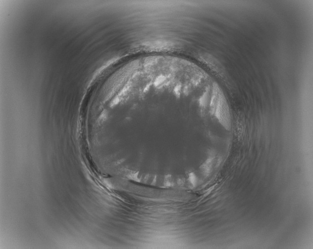 X0000066120583200603311538