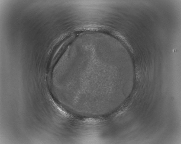 X0000066120633200603311536