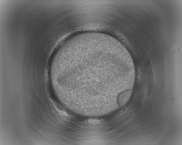 X0000066120636200603311536