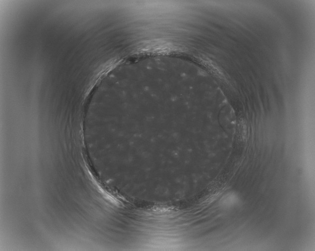 X0000066120638200603311536