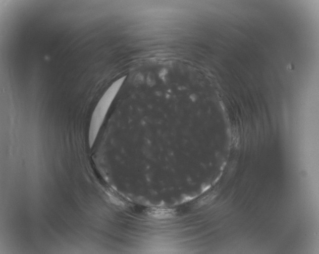 X0000066120670200603311537