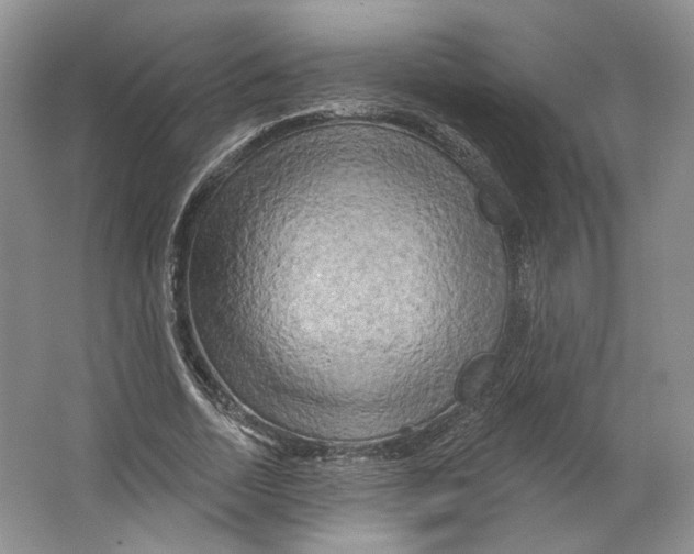 X0000066120730200603311535