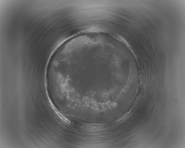 X0000066120795200603311534