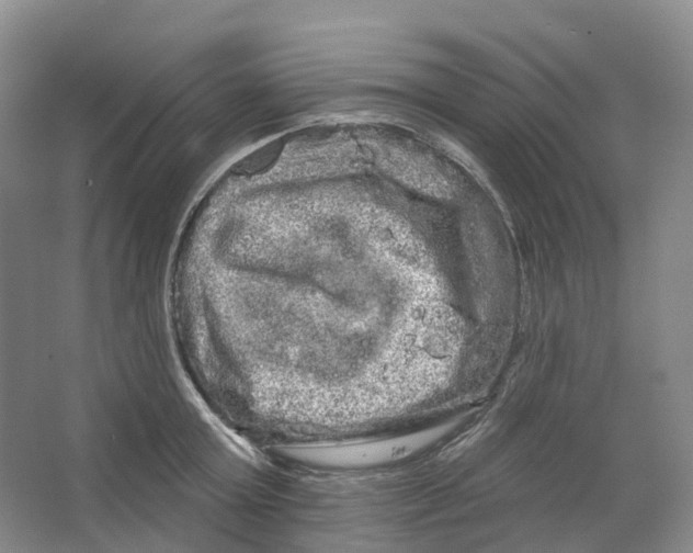 X0000066120803200603311534