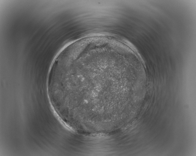 X0000066120811200603311534