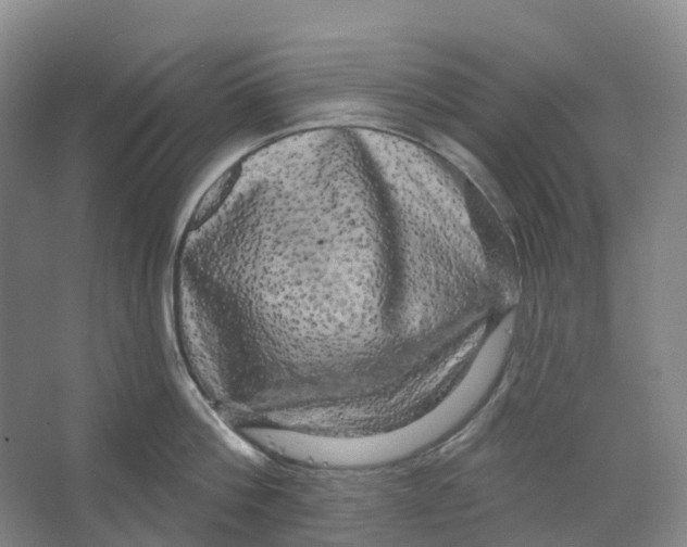 X0000066120812200603311534