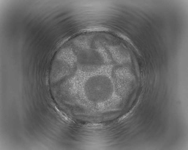 X0000066120833200603311533