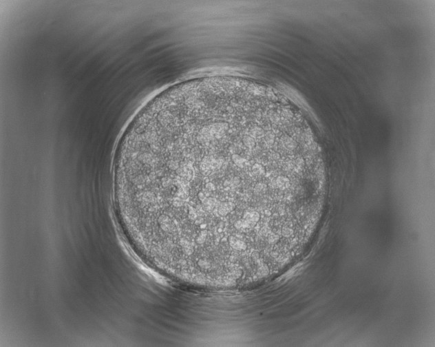 X0000066120844200603311533