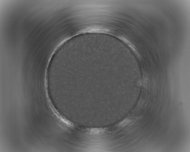 X0000066120848200603311534