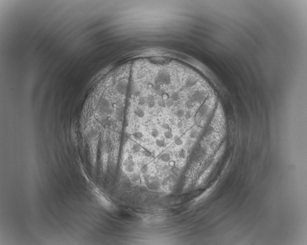 X0000066120857200603311534