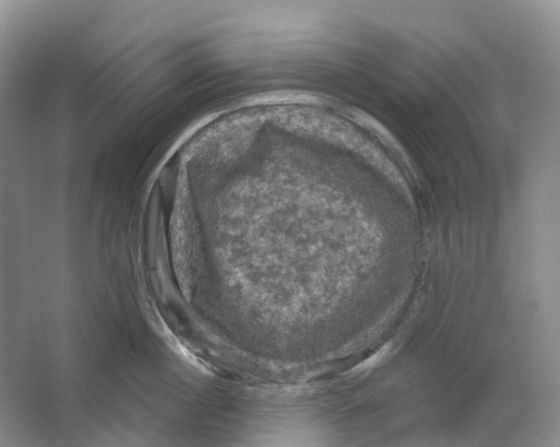 X0000066120860200603311534