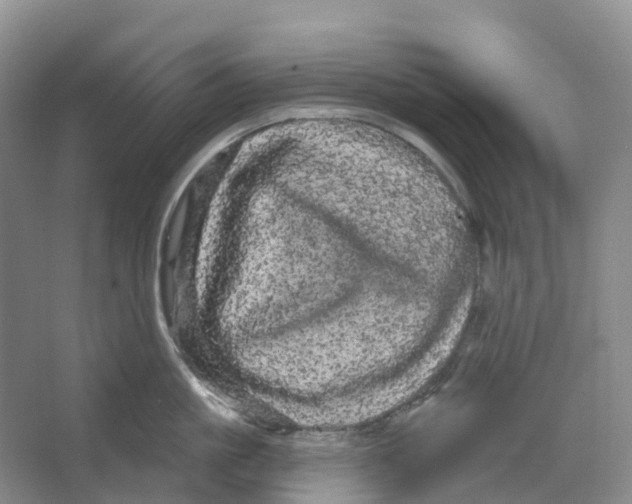 X0000066120861200603311534