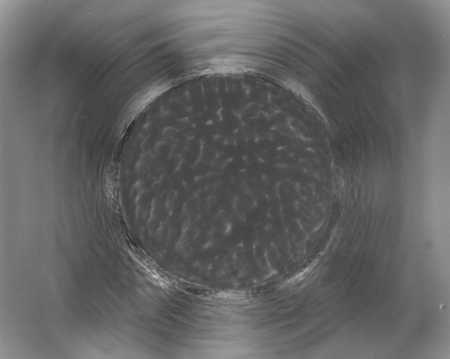 X0000066120874200603311533