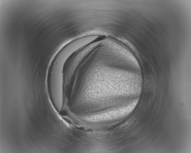 X0000066120902200603311532