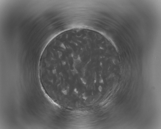 X0000066120903200603311532