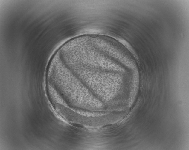 X0000066120904200603311532