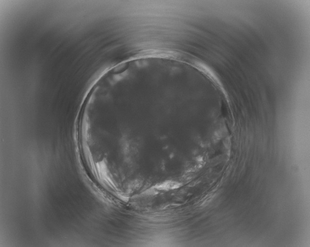 X0000066120907200603311532