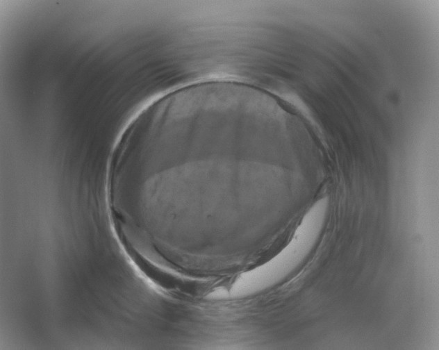 X0000066120910200603311532