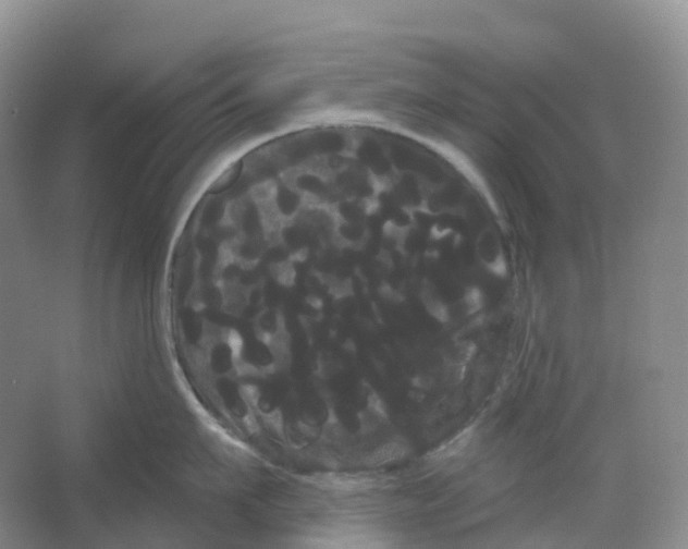 X0000066120911200603311532