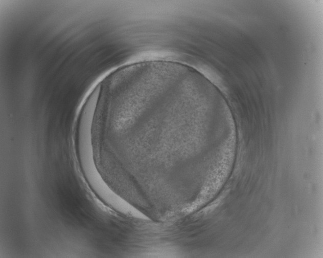 X0000066120912200603311532