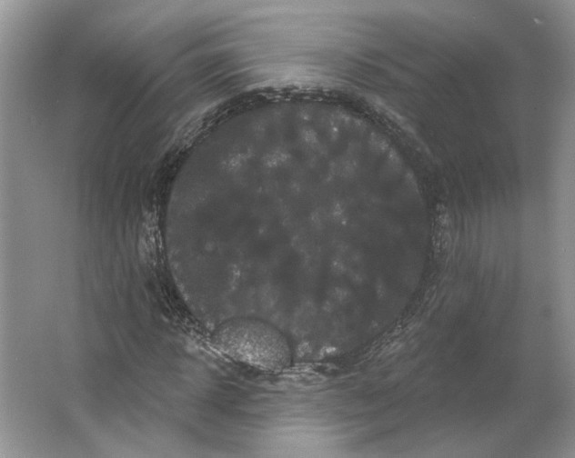 X0000066120918200603311531